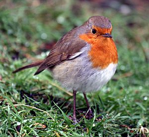 Robin Redbreast at Greenwich Park, London