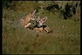 San Joaquin kit foxes