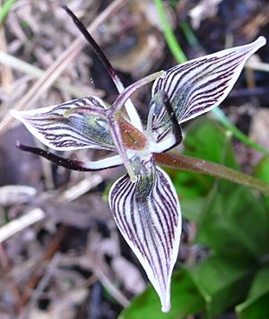 Scoliopus biglovii-2.jpg