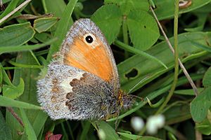 Small heath butterfly (Coenonympha pamphilus)