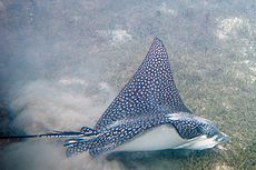 Spotted eagle ray Aetobatis ocellatus (7632595866)