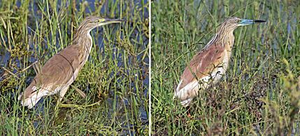 Squacco heron (Ardeola ralloides) breeding colour composite