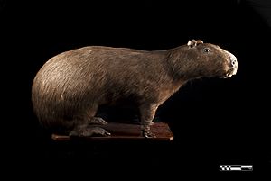 Taxidermy specimen of Capybara (Hydrochoerus hydrochaeris)