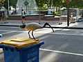 TipTurkeyOrBinChickenSydney2012