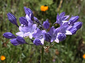 Triteleia laxa flower in bloom.jpg