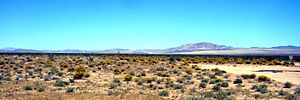 Tumbleweed Blooming