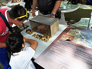 Two kids looking the Crested Toad (6993130918)