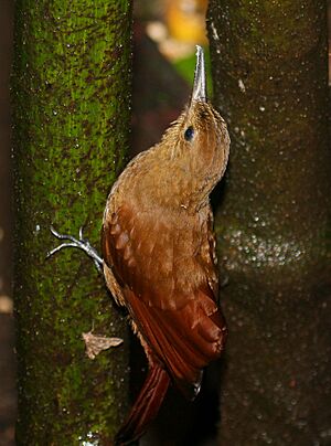 Tyrannine woodcreeper.jpg