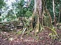 Vilcabamba tree