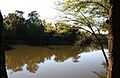 Wee Tee Lake (oxbow of the Santee River, South Carolina) (30 October 2005)