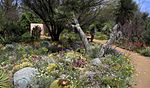 Wildflowers, Boyce Thompson Arboretum.jpg