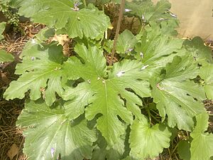 Zucchini plant, Gurgaon, India