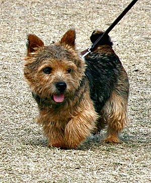 A Norwich Terrier