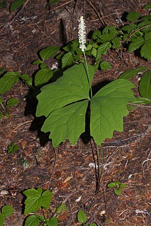 Achlys triphylla 1033.JPG