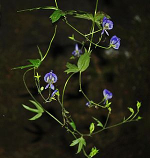 Aconitum noveboracense.jpg