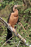 African darter (Anhinga rufa) female