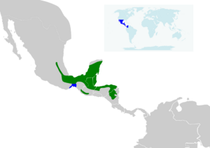Amazilia candida map.svg