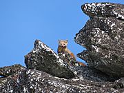 American marten (pine marten) (25571252807).jpg