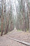 Andy Goldsworthy's Wood Line.jpg