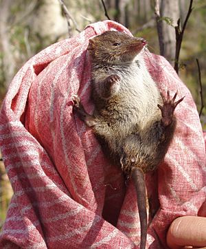 Antechinus swainsonii1.JPG