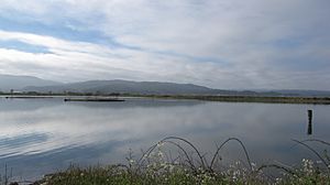 Arcata Marsh