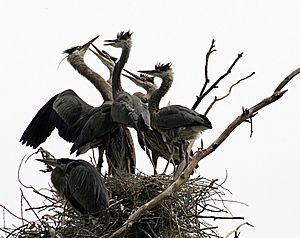 Ardea herodias at the nest 11