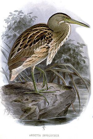 ArdettaInvolucrisKeulemans