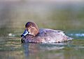 Aythya americana female