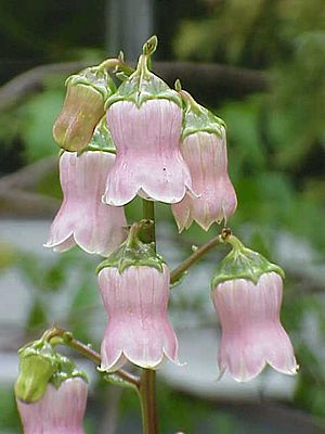 Flowers of Azorina vidalii.