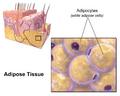 Blausen 0012 AdiposeTissue