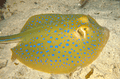 Blue-Spotted Stingray