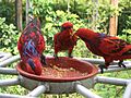 Blue-streaked Lory (Eos reticulata)