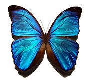 Blue morpho butterfly