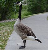 Branta canadensis (5).JPG