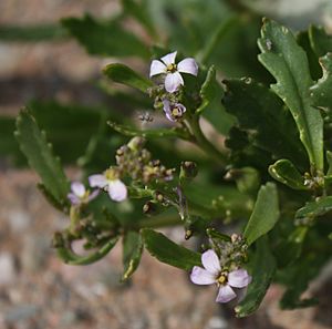 C edentula fleurs 01