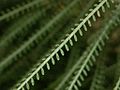 Caesalpiniaceae - Parkinsonia aculeata-1