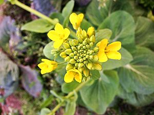 Canola Flower