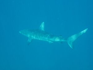 Carcharhinus galapagensis kure