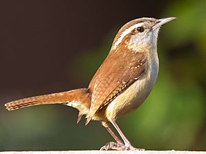 Carolina Wren1.jpg