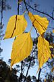 Celtis australis-StSauveur-4925~2015 10 31