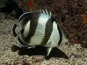 Chaetodon striatus Brasil.jpg