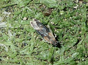 Circoxena ditrocha by Tony Wills.jpg