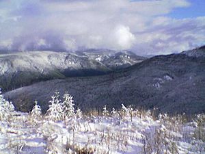 Clackamas County forest in winter