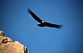 Colca-condor-c09