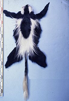 Colobus Guereza fur skin