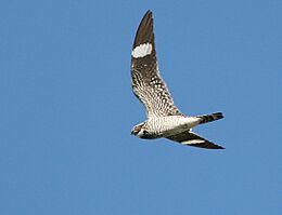 Common nighthawk