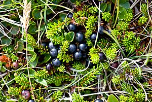 Crowberries