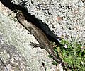 Cunningham's Skink-MJC