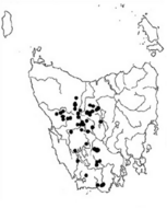 Diselma archeri distribution