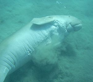 Dugong - underside